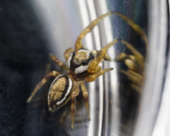 Pelegrina sabinema