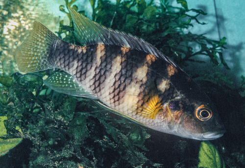 Bates' benitochromis (Benitochromis batesii) — Cichlidae — 4