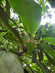 Exobasidium rhododendri