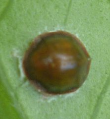 Insecta