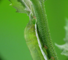 Orthosia gothica