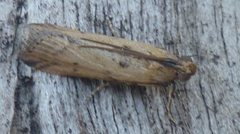 Lepidoptera