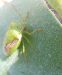 Hemiptera