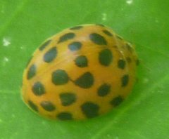 Henosepilachna sumbana