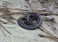 Sistrurus miliarius streckeri