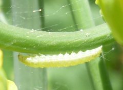 Lepidoptera