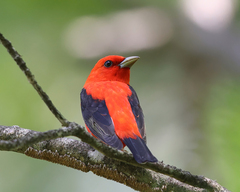 Scarlet Tanager photo 3