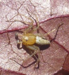 Araneae