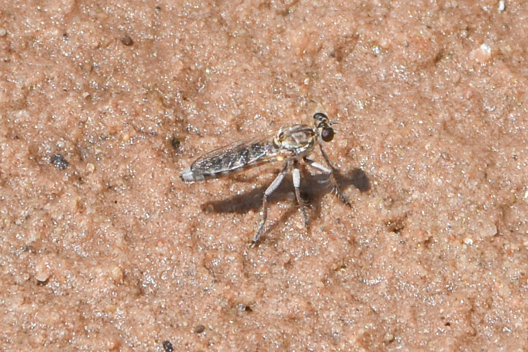Great Plains Pirate