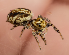 Pelegrina sabinema