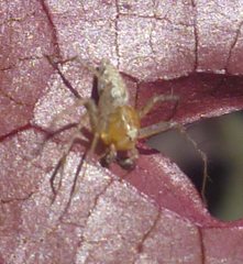 Araneae