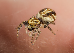 Pelegrina sabinema