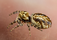 Pelegrina sabinema