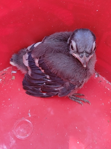 Blue Jay photographed in Alabama