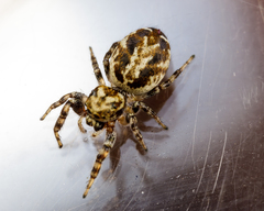 Pelegrina sabinema