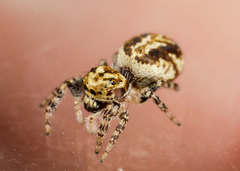 Pelegrina sabinema