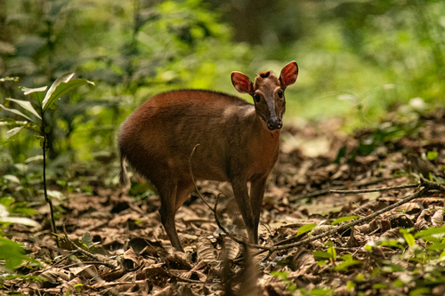 Peters' Duiker