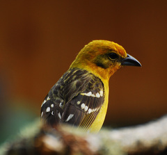 Flame-Colored Tanager photo 3