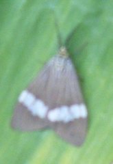 Nyctemera baulus