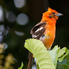 Flame-Colored Tanager photo 5