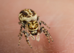 Pelegrina sabinema