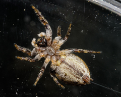 Pelegrina sabinema