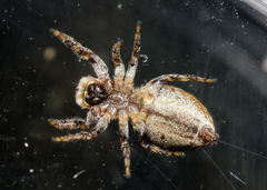 Pelegrina sabinema