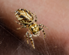 Pelegrina sabinema