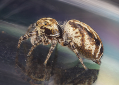 Pelegrina sabinema