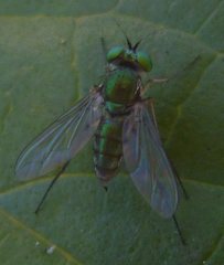 Diptera