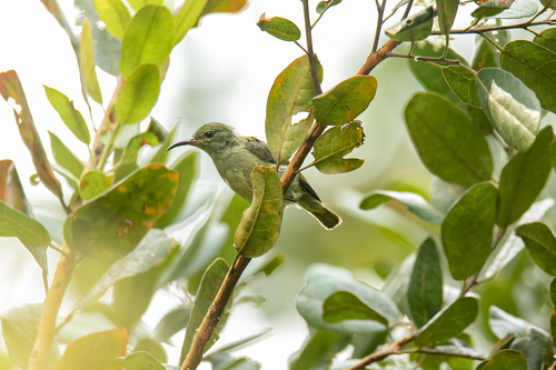 iNaturalist image
