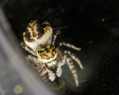 Pelegrina sabinema