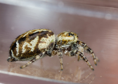 Pelegrina sabinema