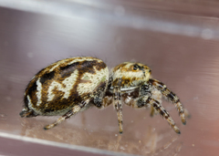 Pelegrina sabinema
