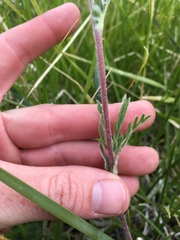 Potentilla gracilis elmeri