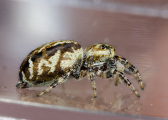 Pelegrina sabinema