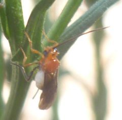Insecta