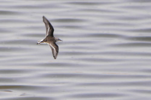 Little Stint