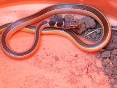 Psammophis angolensis