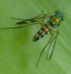 Austrosciapus