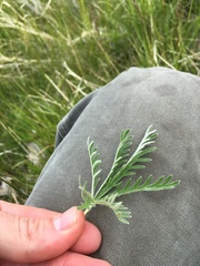 Potentilla gracilis elmeri