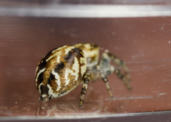 Pelegrina sabinema
