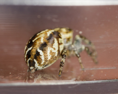 Pelegrina sabinema