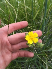 Potentilla gracilis elmeri