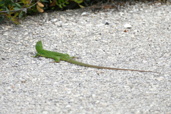 Lacerta trilineata