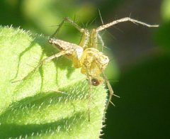 Araneae