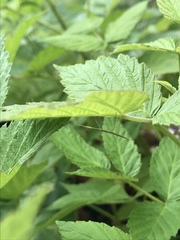 Parabacillus hesperus