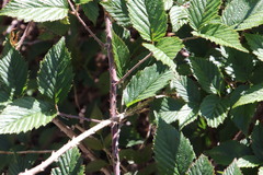 Rubus pinnatus