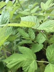 Parabacillus hesperus