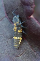 Coelophora inaequalis